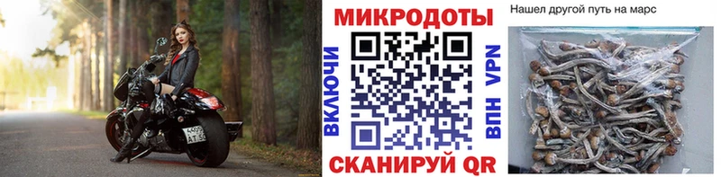 Галлюциногенные грибы Psilocybe  купить наркотики сайты  Пушкино 